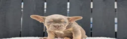 French Bulldog dogs for sale: Yeti - Ad 53
