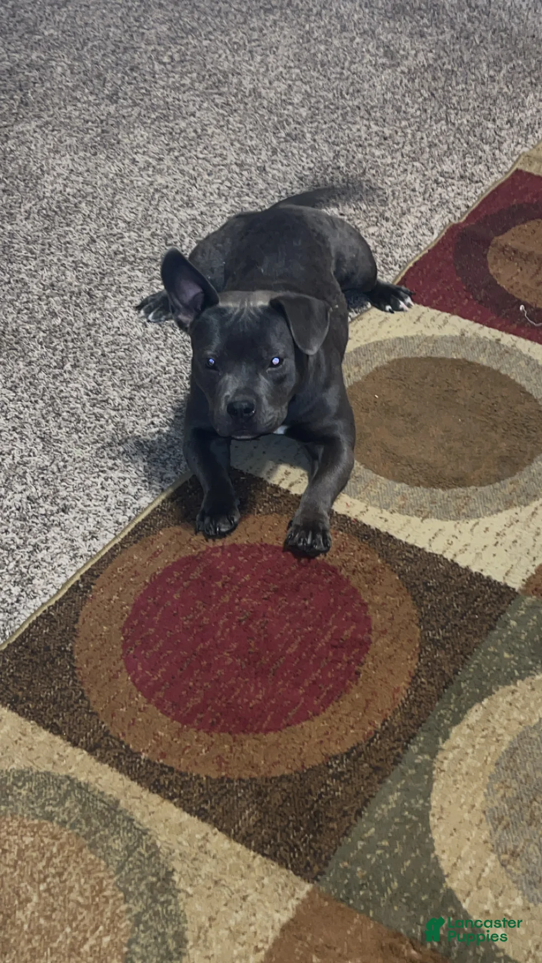 American Bully dogs for sale: American Bully Puppy 1 - Ad 1