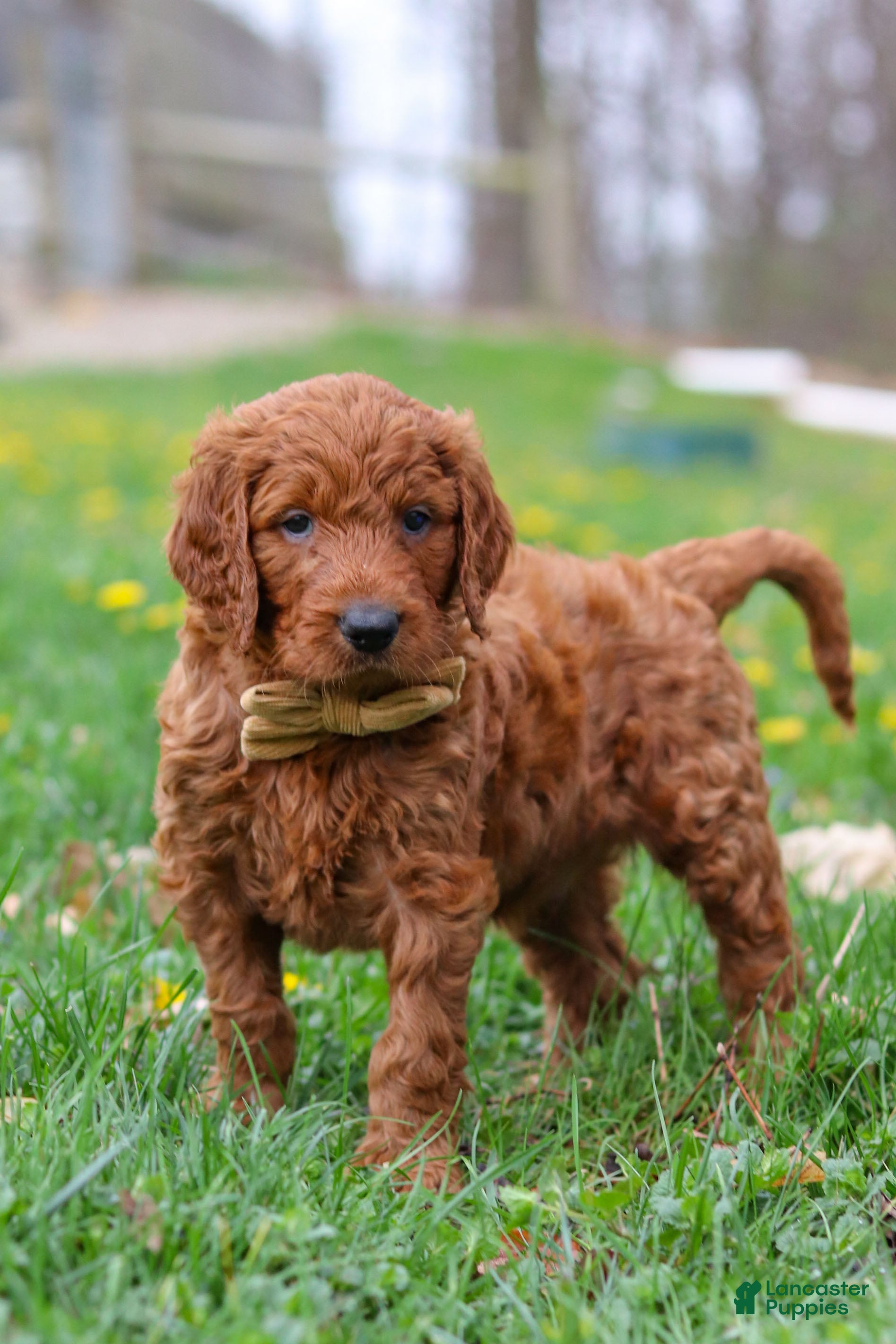 Goldendoodle dogs Russell - Ad 2