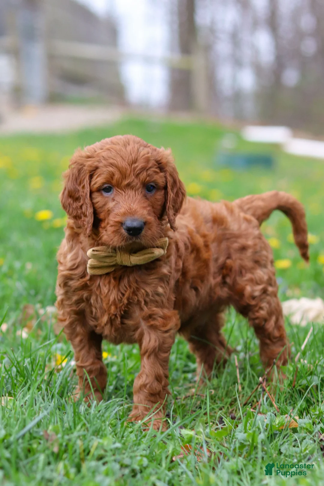 Goldendoodle dogs for sale: Russell - Ad 2