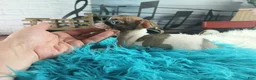 Chihuahua dogs for sale: Debras fawn and white. Hand Delivery  - Ad 2