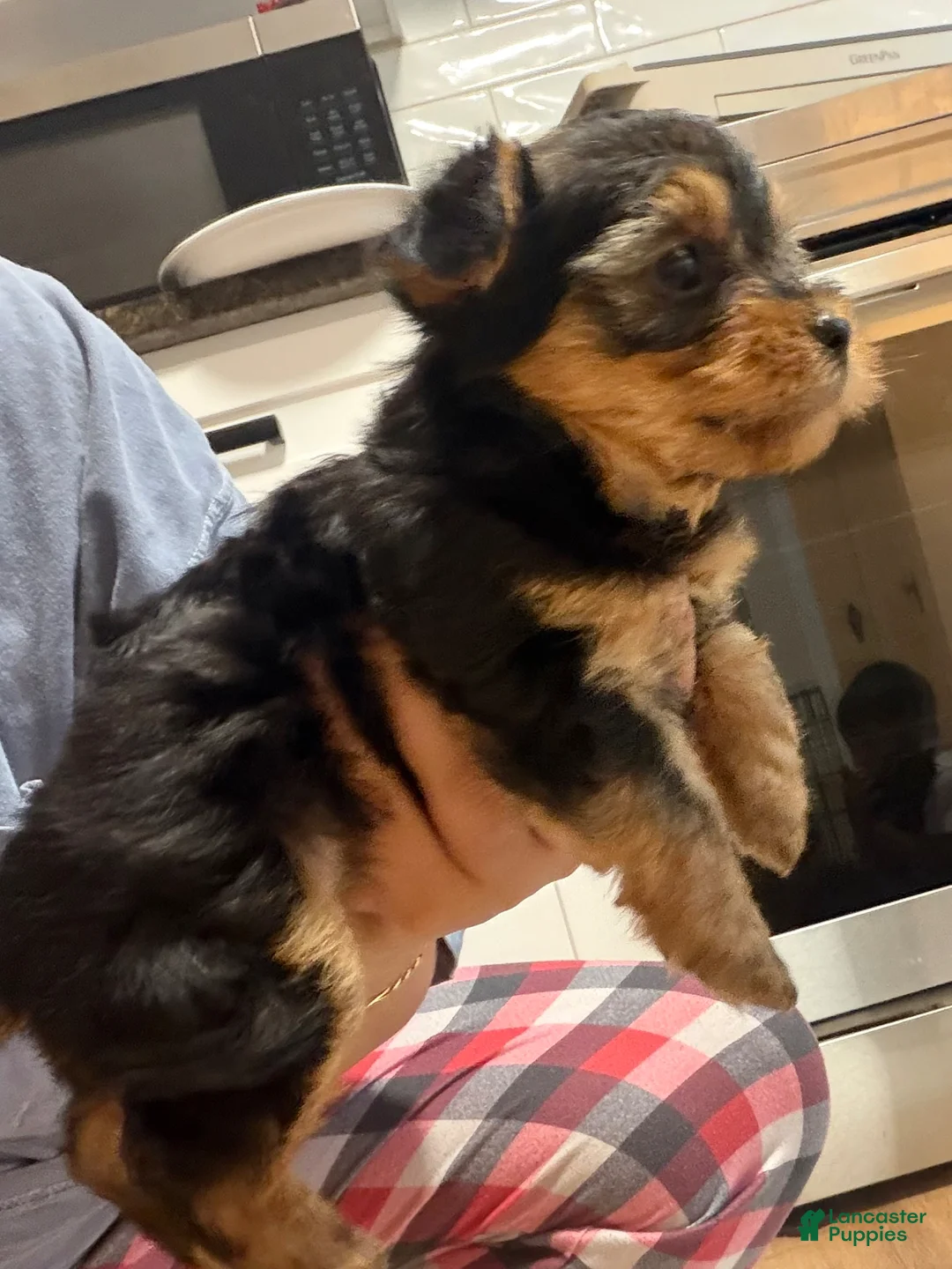 Yorkiepoo dogs for sale: Yorkiepoo Puppy 1 - Ad 6