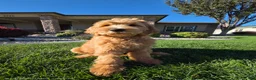 Goldendoodle dogs for sale: Peanut  - Ad 2