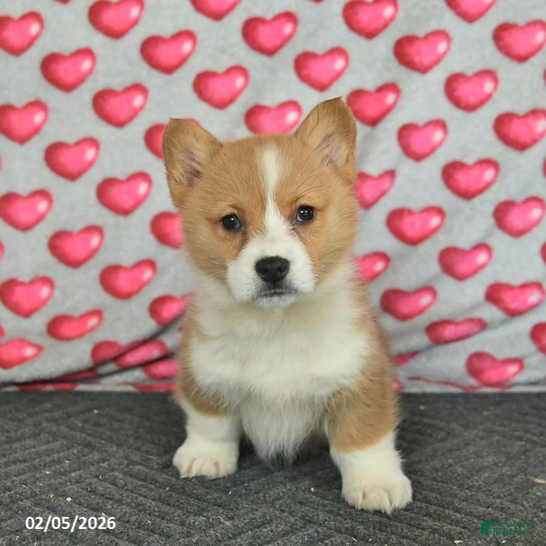 Welsh Corgi Pembroke dogs for sale: Pearl  - Ad 3