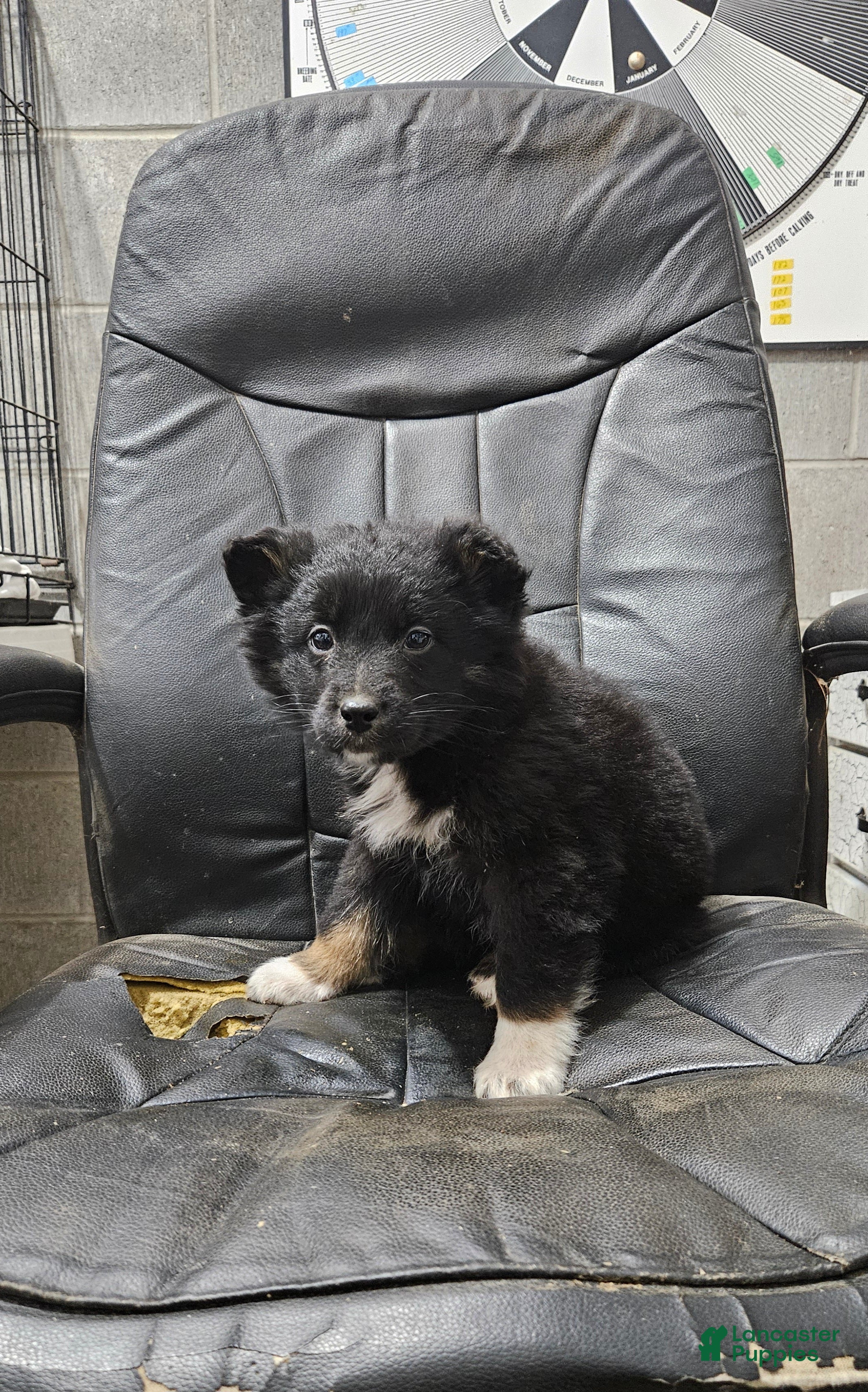 Mixed Breed dogs Lindsey  - Ad 41