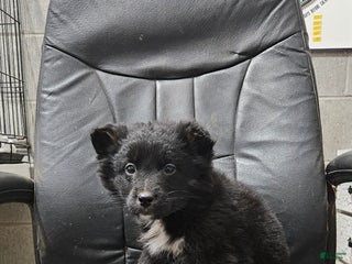 Mixed Breed dogs Lindsey - Ad 41