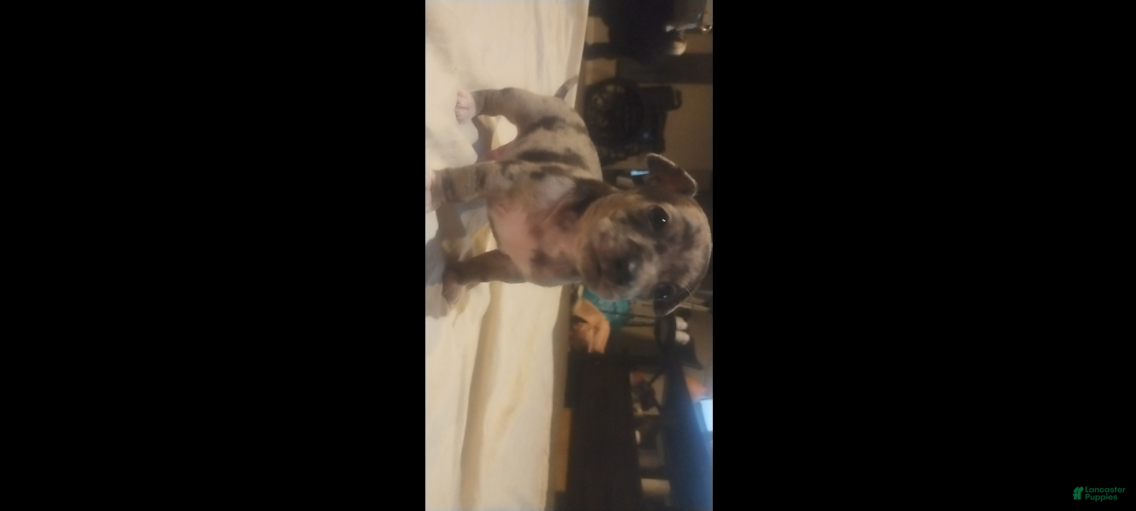 Chiweenie dogs Chiweenie Puppy 1 - Ad 1