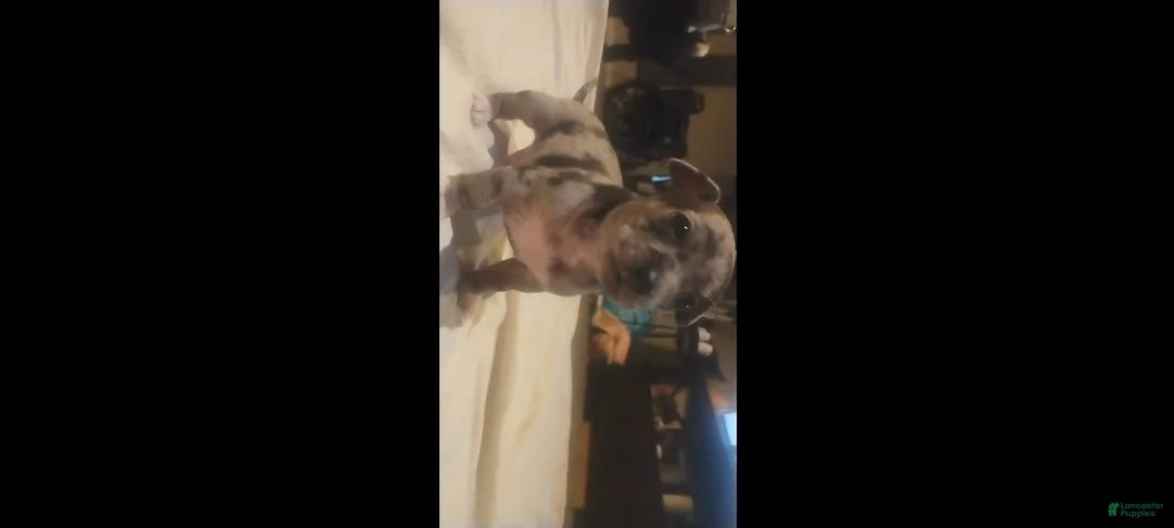 Chiweenie dogs for sale: Chiweenie Puppy 1 - Ad 1