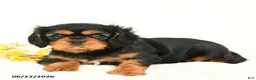 Cavalier King Charles Spaniel dogs for sale: Mandy - Ad 3