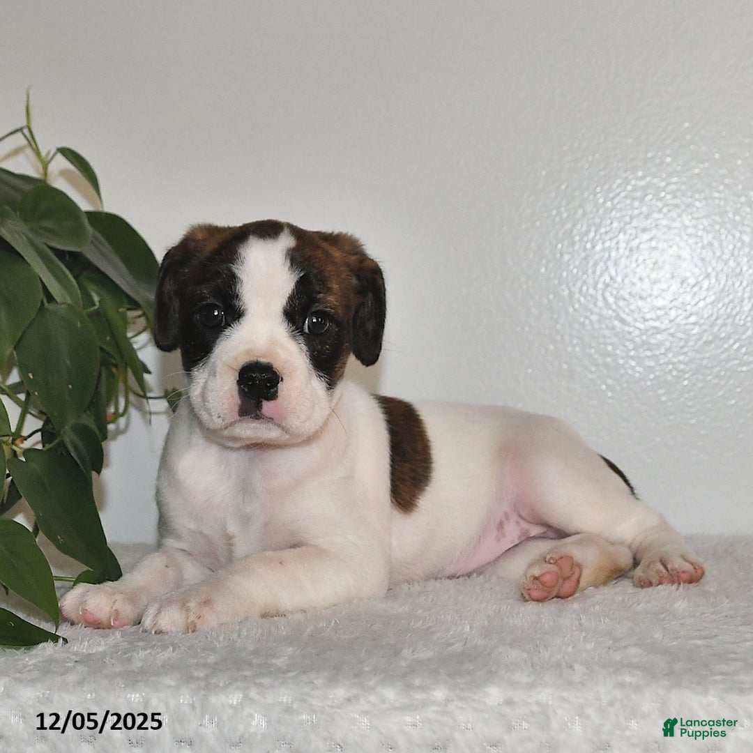 Mixed Breed dogs for sale: Trudy - Ad 5