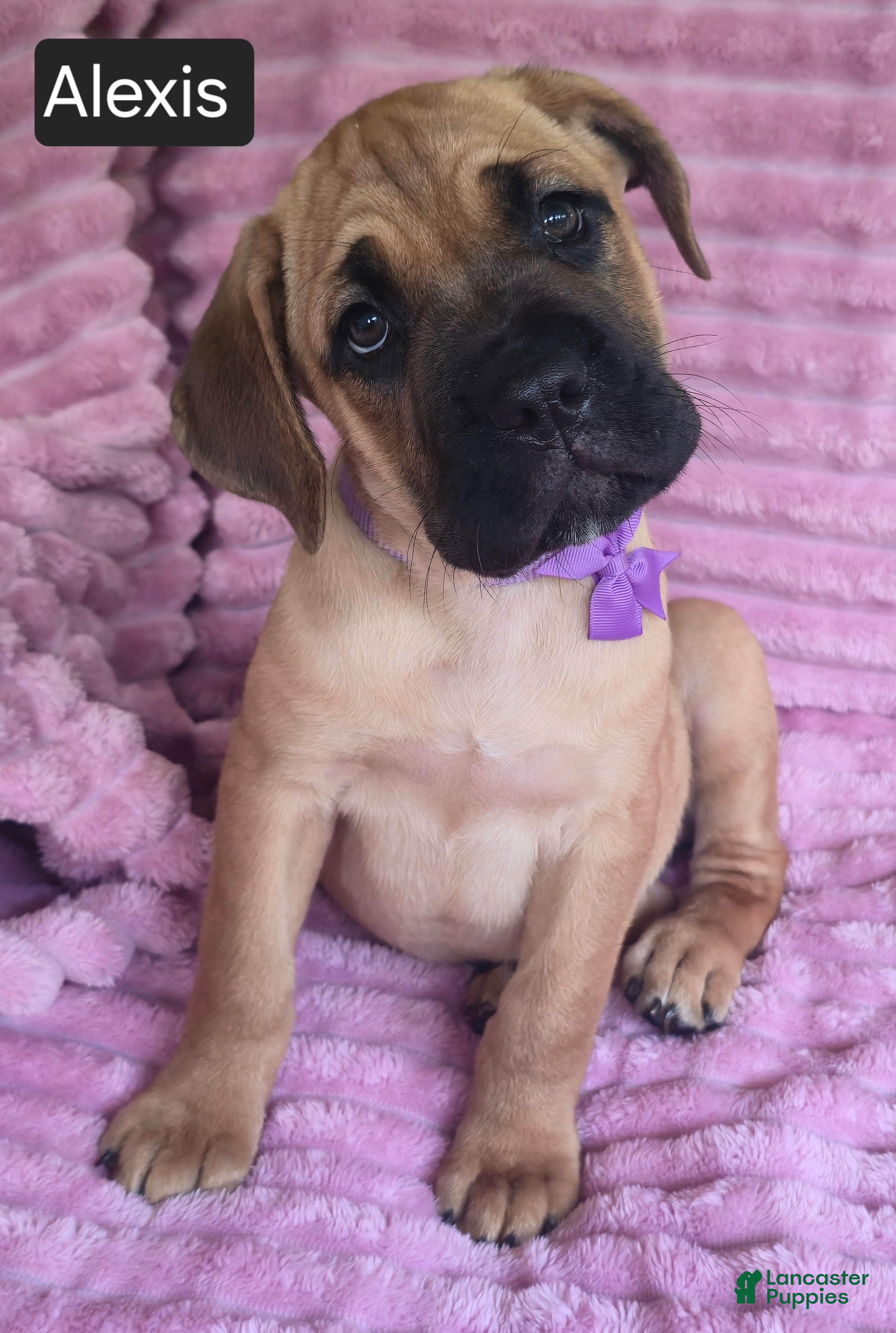 Cane Corso dogs Alexis - Ad 1