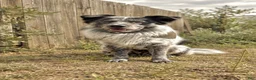 Mixed Breed dogs for stud: Osiris - Ad 10