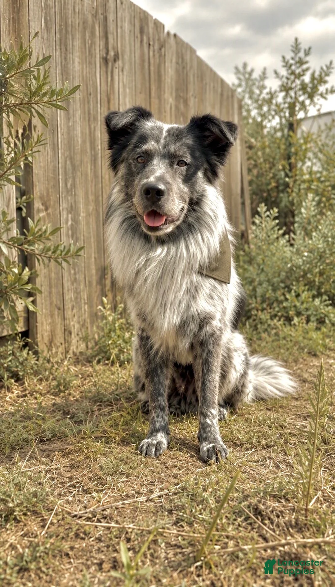 Mixed Breed dogs for stud: Osiris - Ad 10