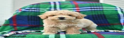Bichpoo dogs for sale: Hero  - Ad 4