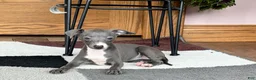 Italian Greyhound dogs for sale: Sara - Ad 11