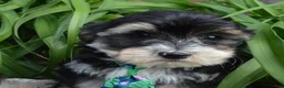 Yorkiepoo dogs for sale: Walter - Ad 16
