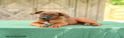 Mixed Breed dogs for sale: Stella - Ad 4