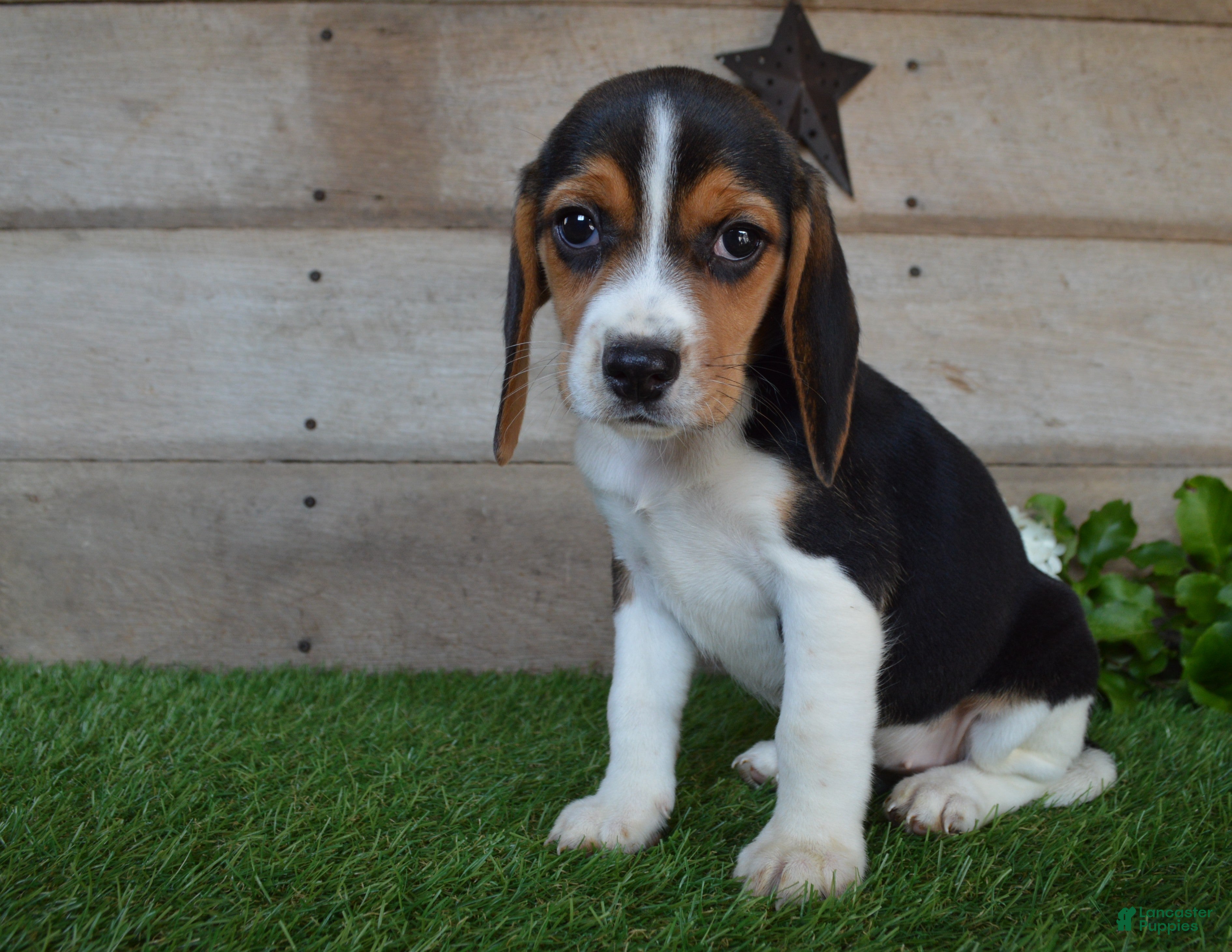 Beagle dogs Queen - Ad 1