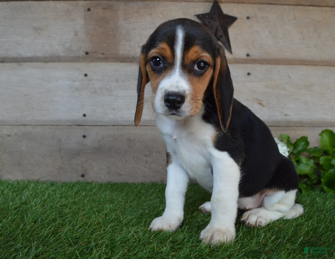 Beagle dogs for sale: Queen - Ad 1