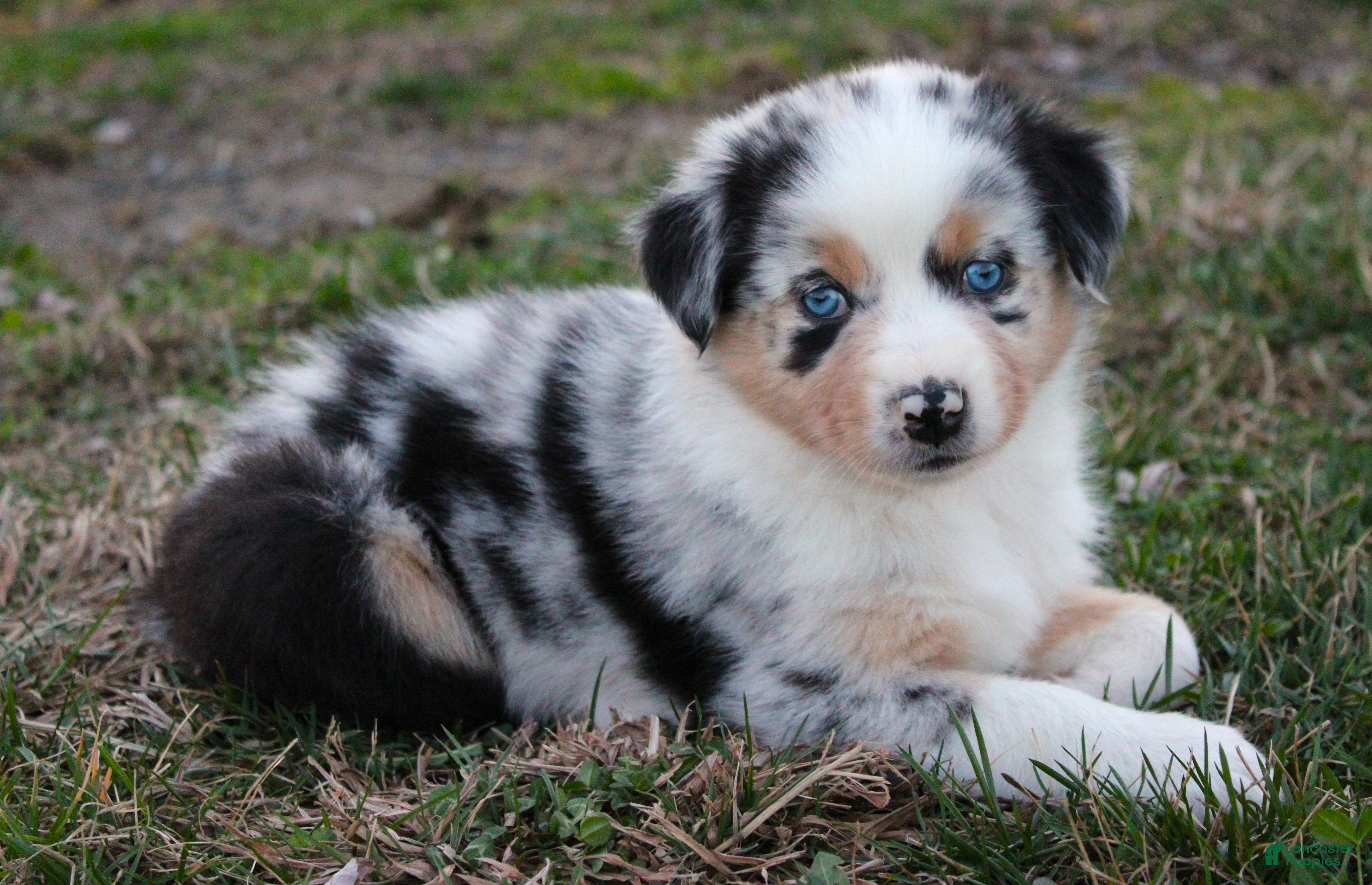 Australian Shepherd dogs Surprise - Ad 1