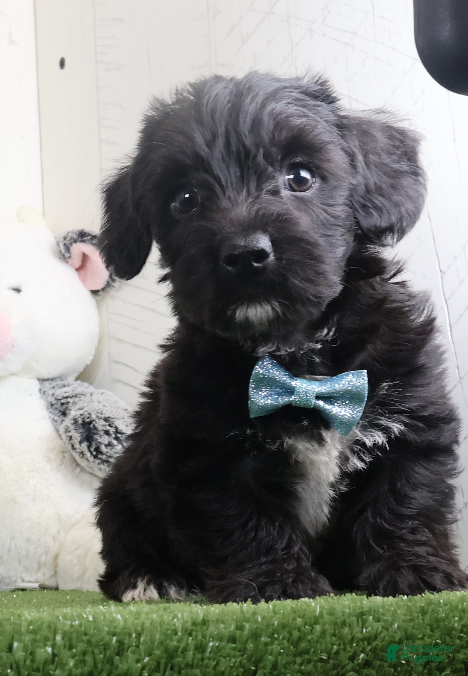 Yochon dogs for sale: Pepper - Ad 2