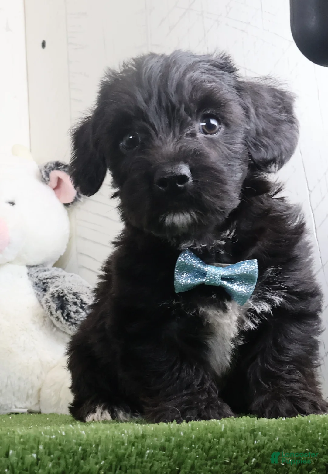 Yochon dogs for sale: Pepper - Ad 2
