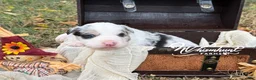 Border Collie dogs for sale: Blue merle - Ad 2