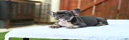 French Bulldog dogs for sale: French Bulldog 2 - Ad 17