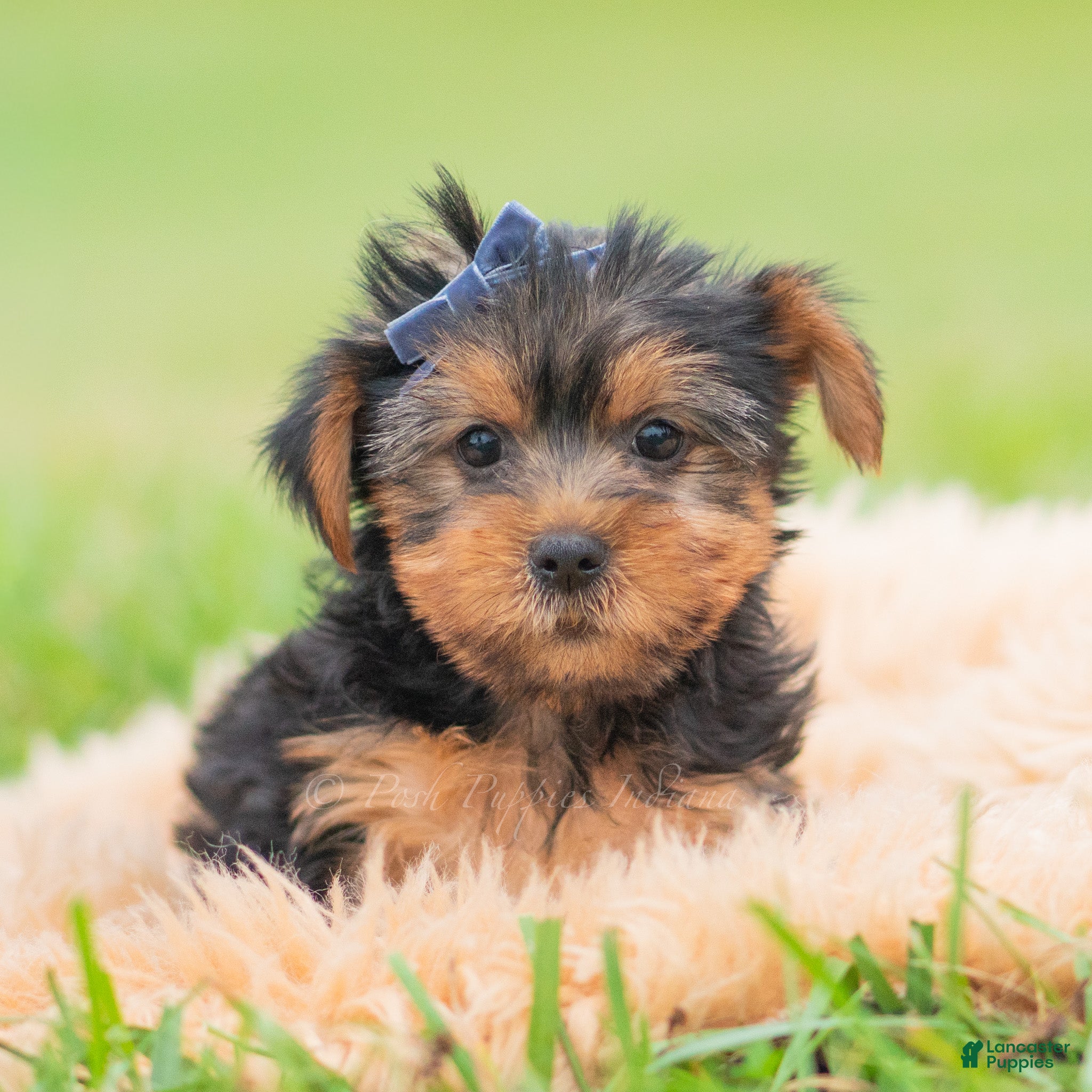 Yorkshire Terrier dogs for sale: Cannoli - Ad 17