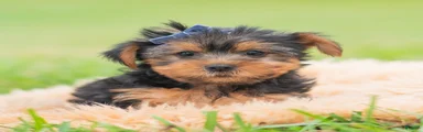 Cannoli