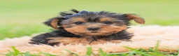 Yorkshire Terrier dogs for sale: Cannoli - Ad 1