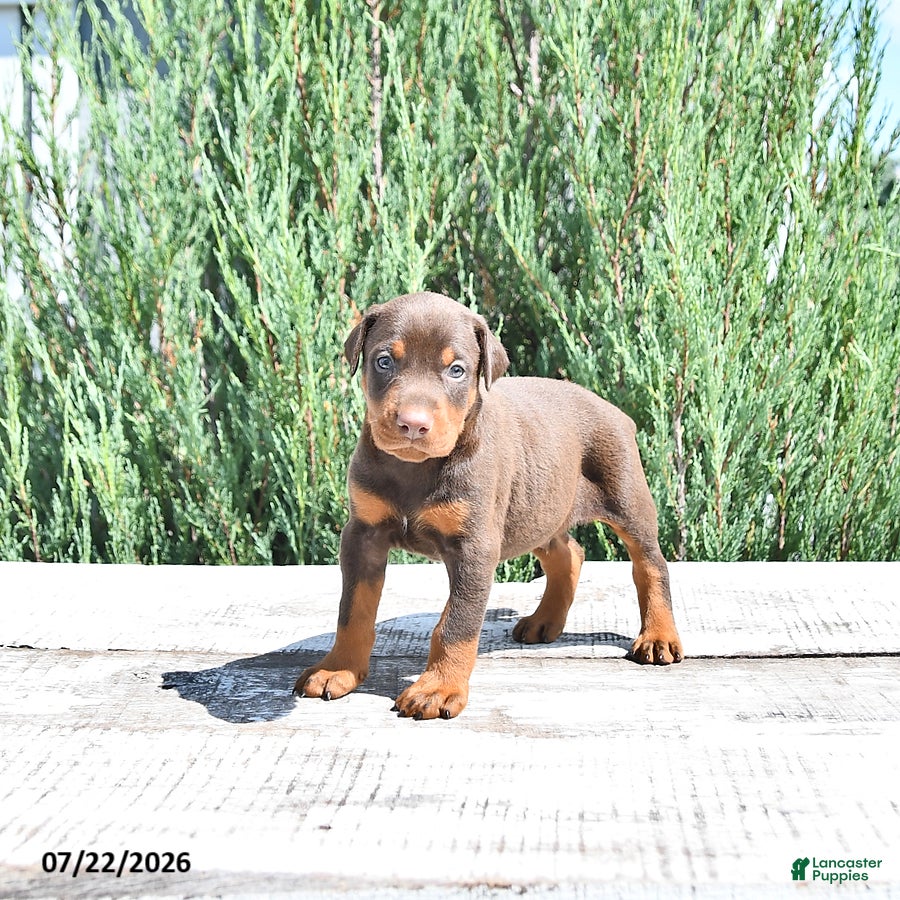 Doberman Pinscher dogs Thor - Ad 2