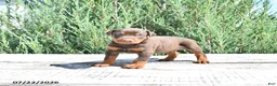 Doberman Pinscher dogs for sale: Thor - Ad 2
