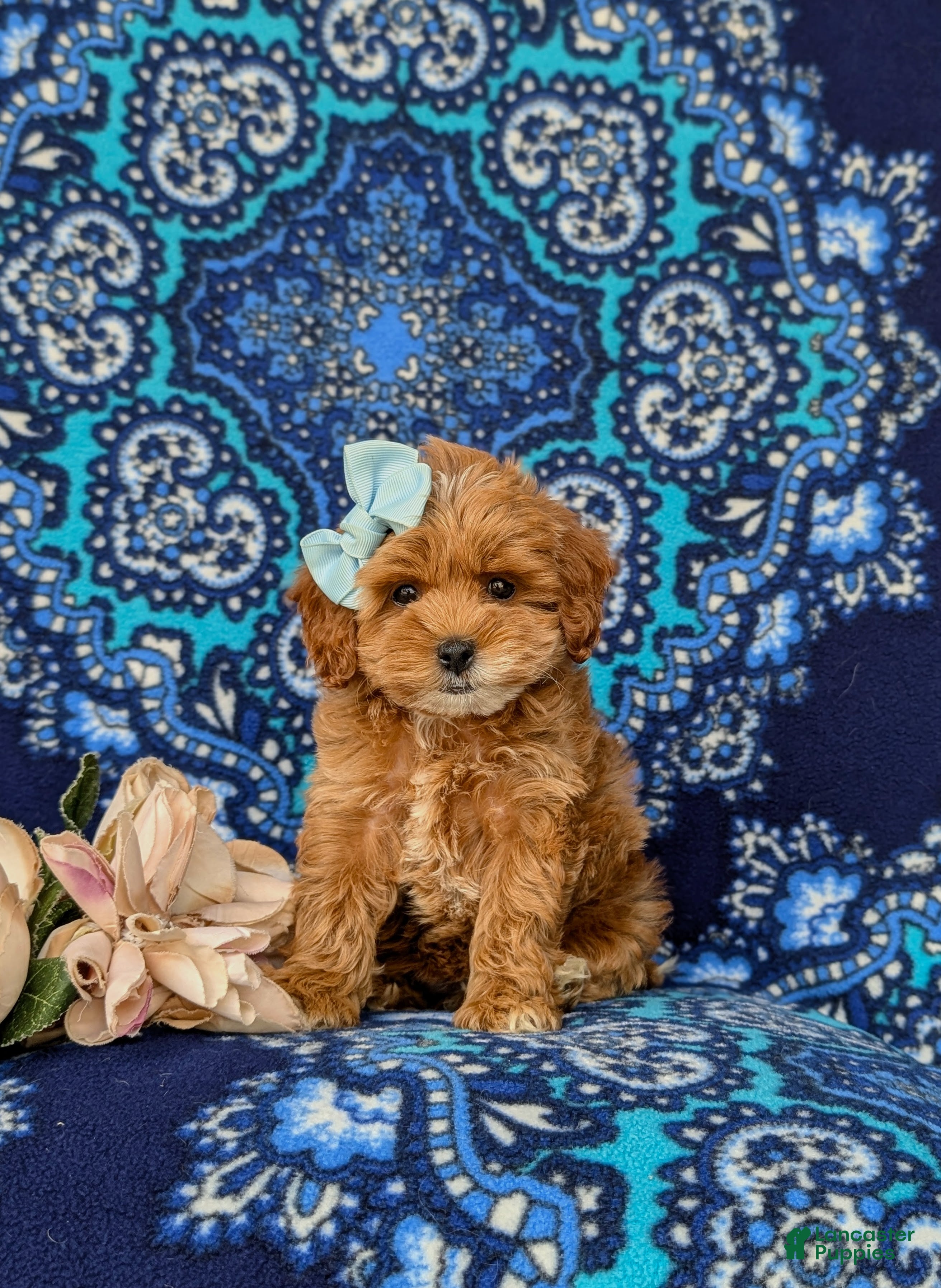 Cockapoo dogs Francesca 9 lbs Full Grown - Ad 1