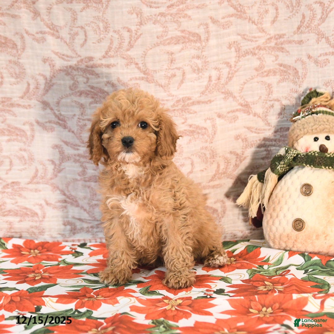 Cavapoo dogs for sale: Kandy - Ad 3