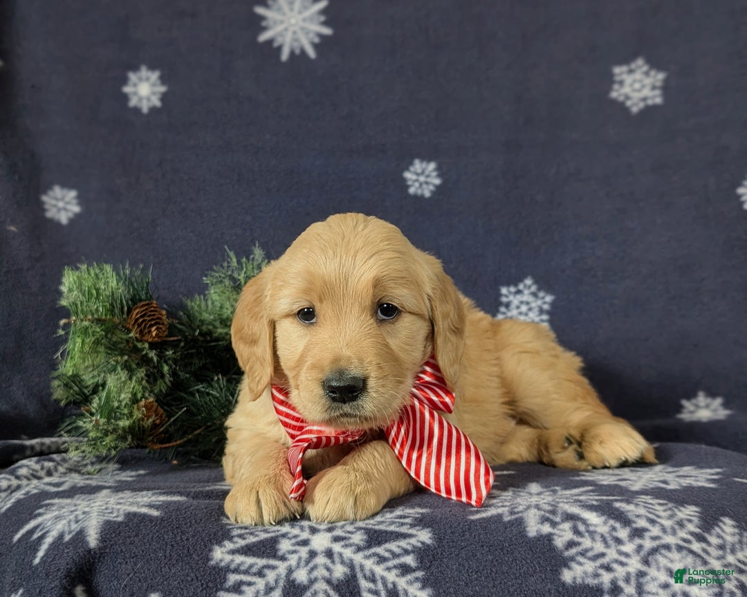 Golden Retriever dogs for sale: Bosley - Ad 5
