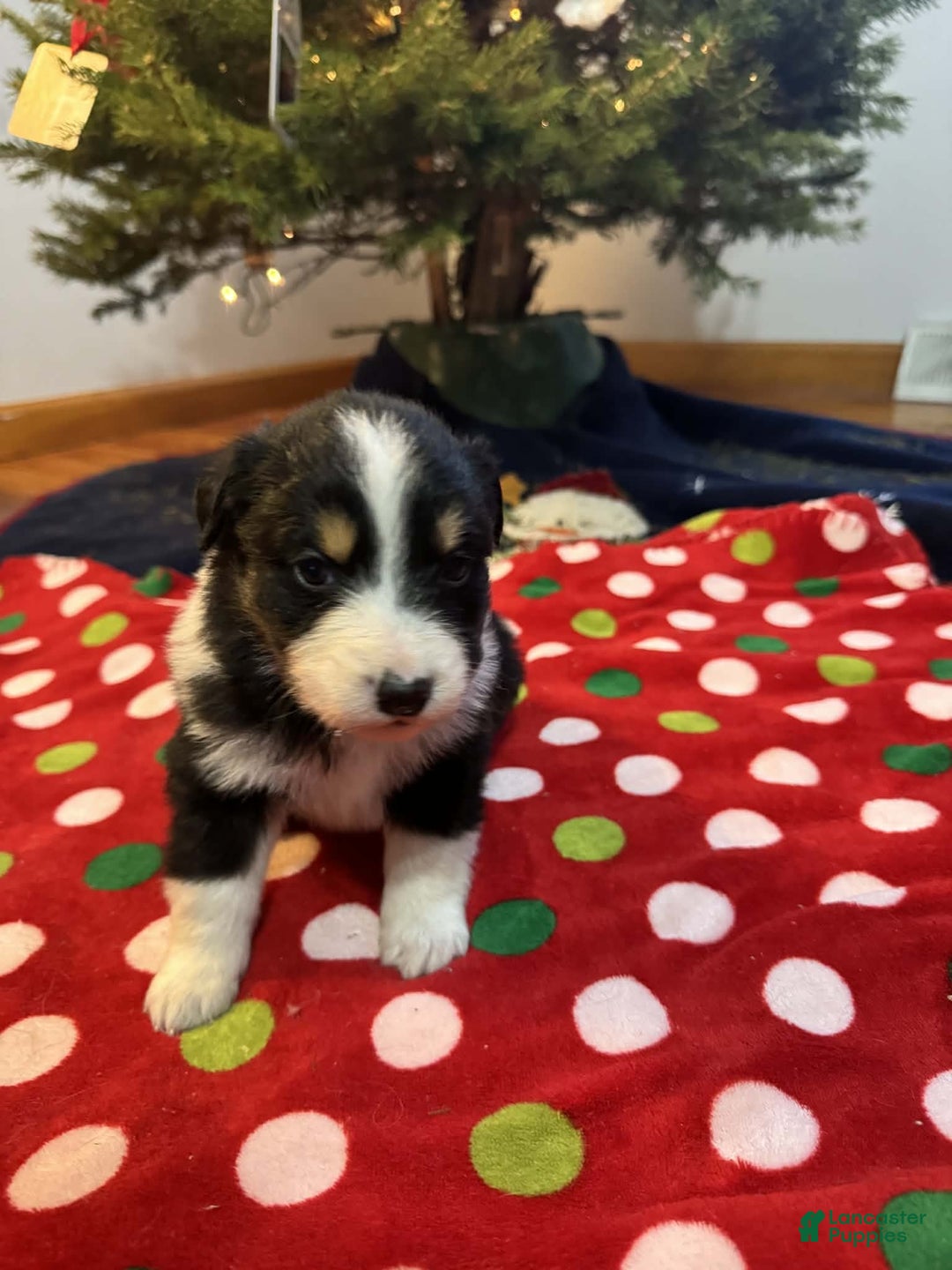 Australian Shepherd dogs for sale: Everest - Ad 2