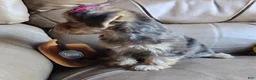 Yorkiepoo dogs for sale: Ms. Teapot  - Ad 4
