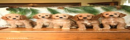 Cockapoo dogs for sale: Teddy - Ad 5