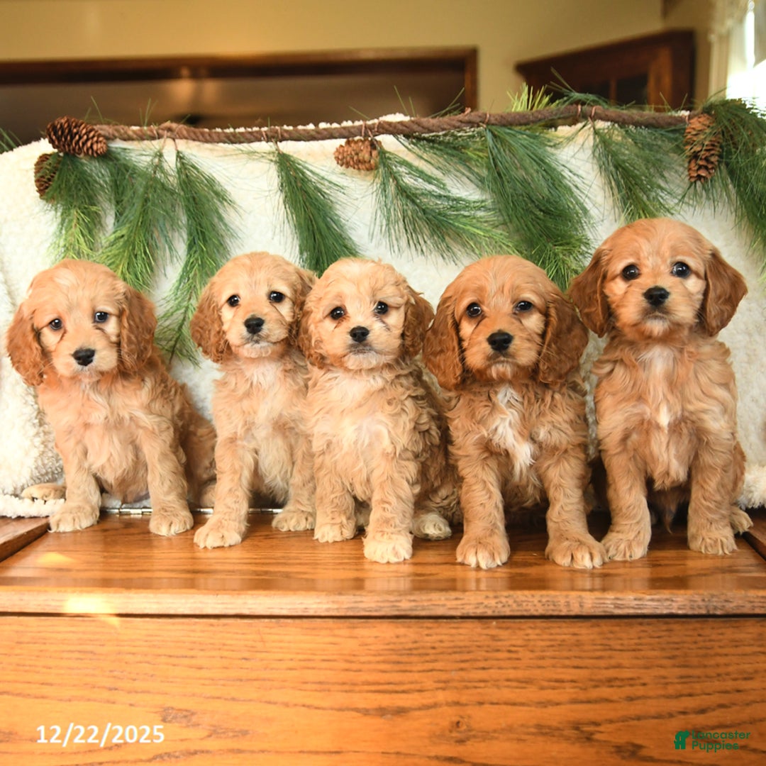 Cockapoo dogs for sale: Teddy - Ad 5