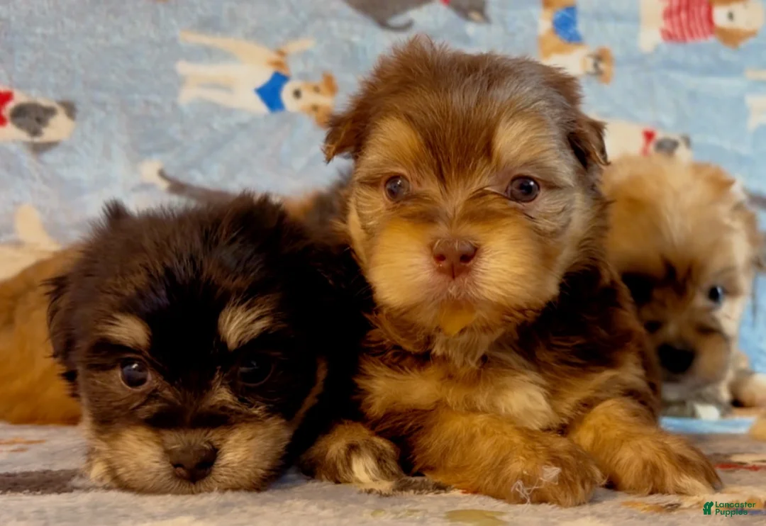 Shorkie dogs for sale: Shorkie 2 - Ad 27