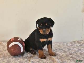 Rottweiler dogs Naomi - Ad 30