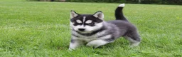 Siberian Husky dogs for sale: Bandit - Ad 7