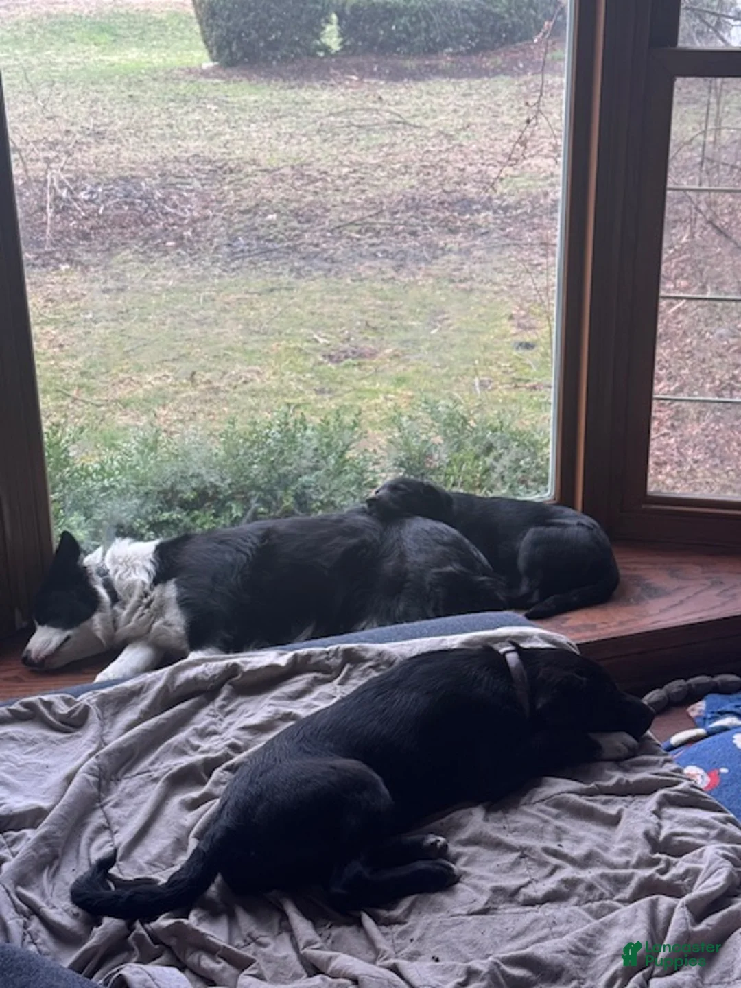 Mixed Breed dogs for sale: Saydee - Ad 8