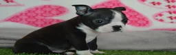 Boston Terrier dogs for sale: Lance - Ad 2