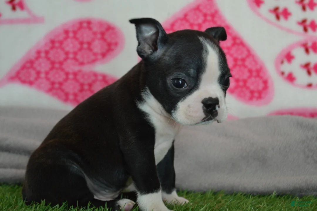 Boston Terrier dogs for sale: Lance - Ad 2