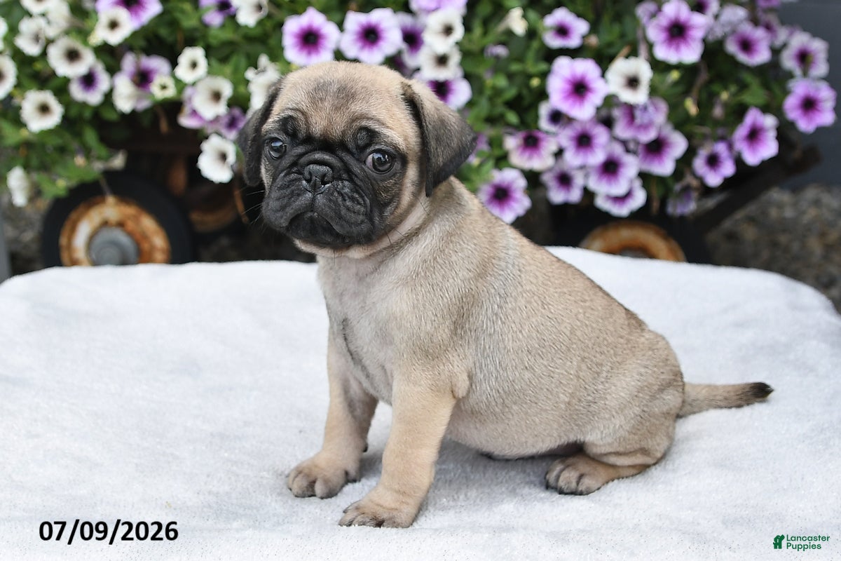 Pug dogs Rusty - Ad 2
