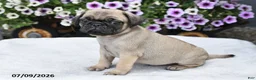 Pug dogs for sale: Rusty - Ad 2
