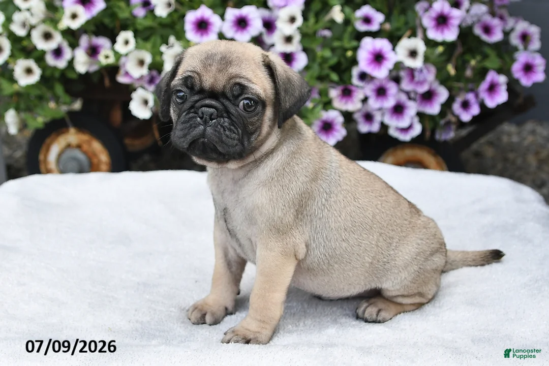 Pug dogs for sale: Rusty - Ad 2