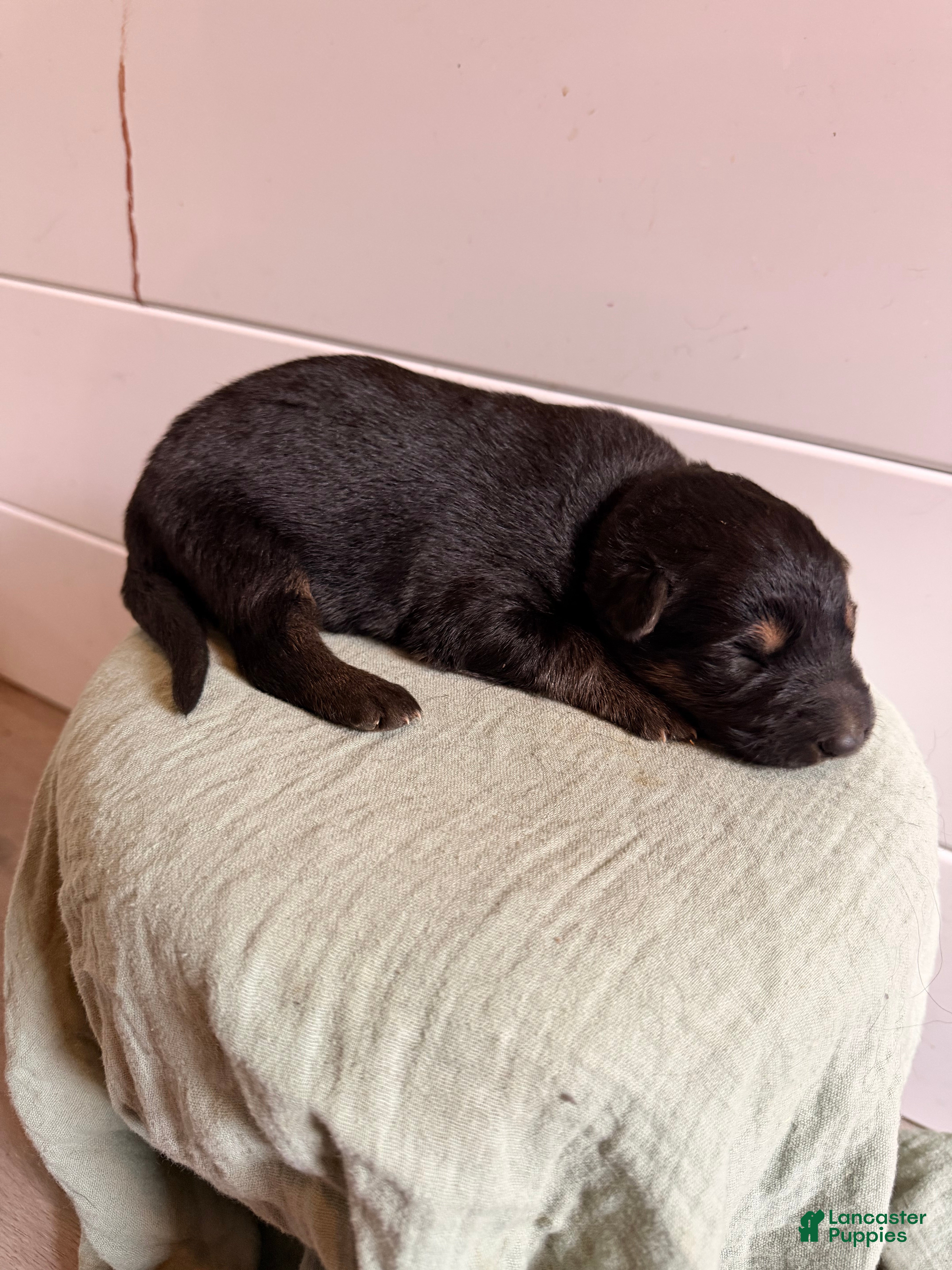 German Shepherd dogs German Shepherd Puppy 5- Orange Female - Ad 24
